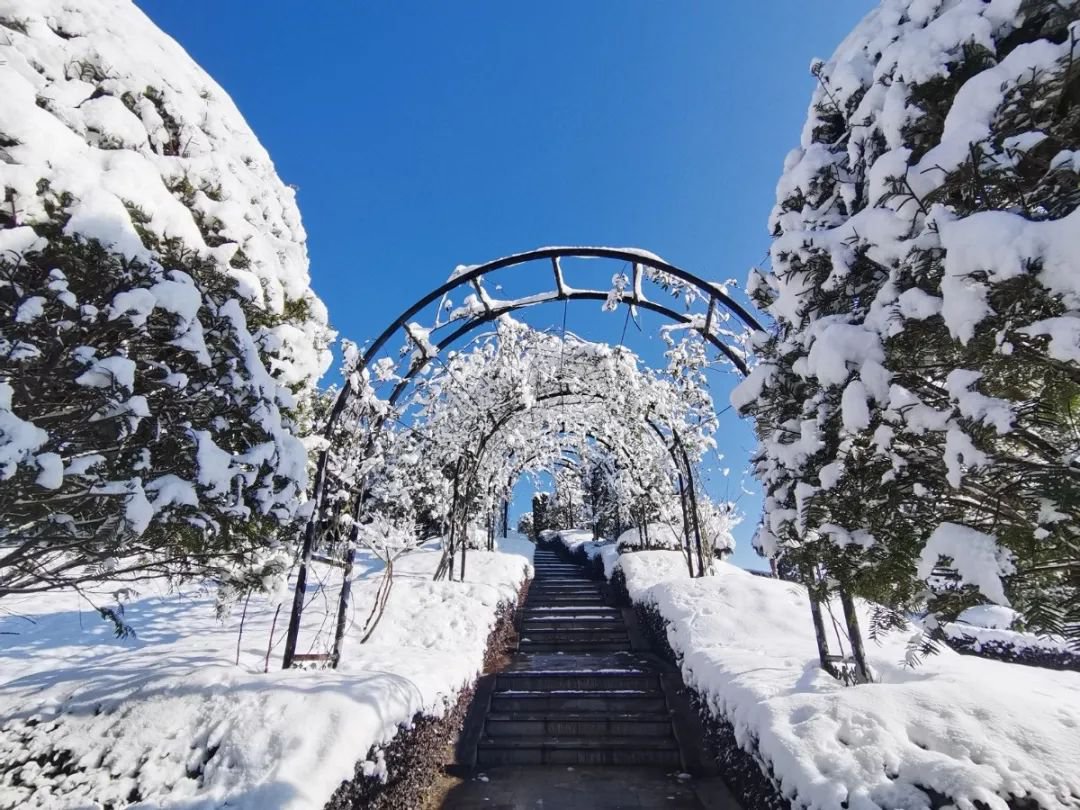 雪落玉龙，，三冬含暖。